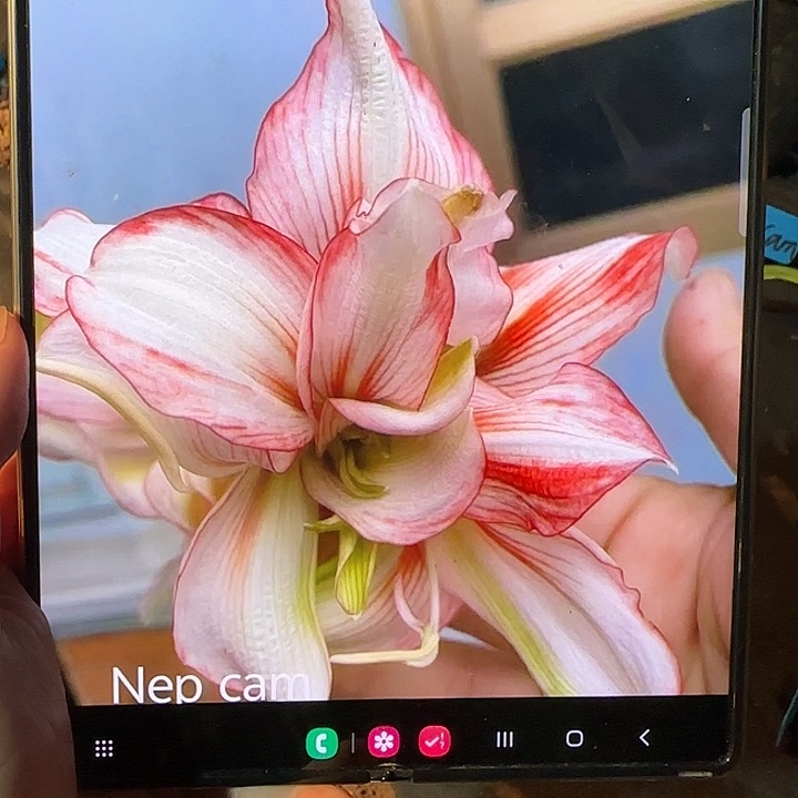 越朱Nep Cam 小侧 1.3厘米 可寄养