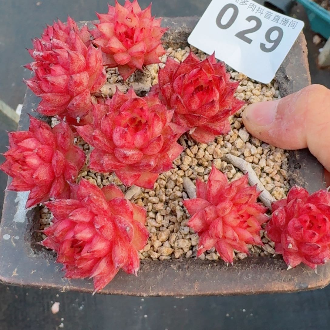 流星雨         精品多肉