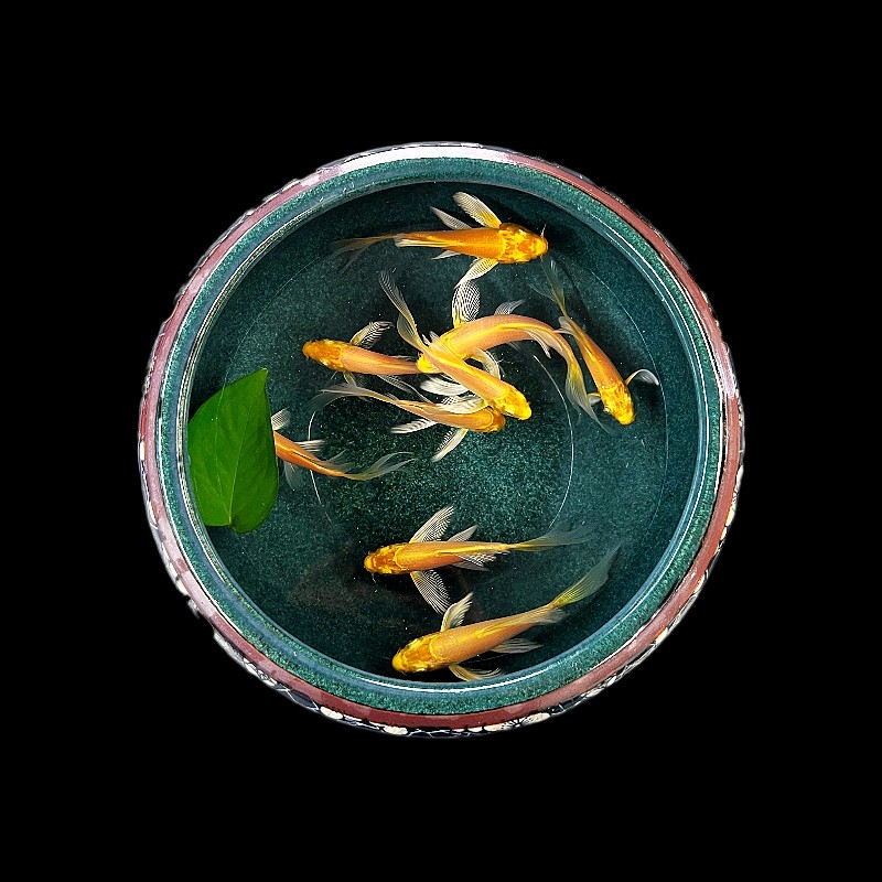 棠仲承黄金锦鲤鱼缸观赏鱼