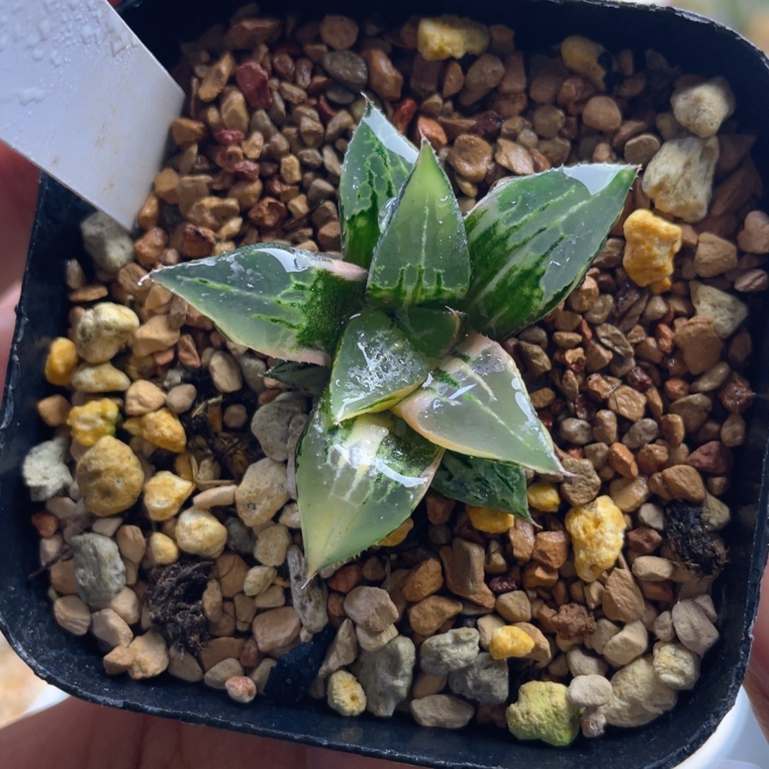 12.十二卷多肉酒吞童子锦