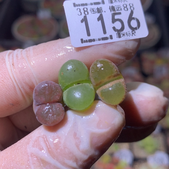 zzz精品生石花1156