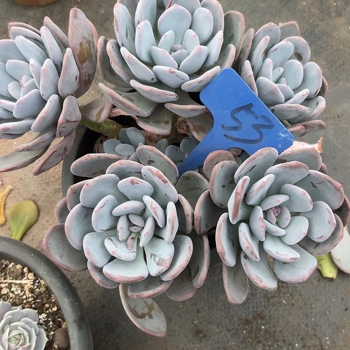 两单包邮，一物一拍53美人