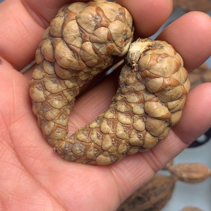 猴头核桃把件拿姐，241