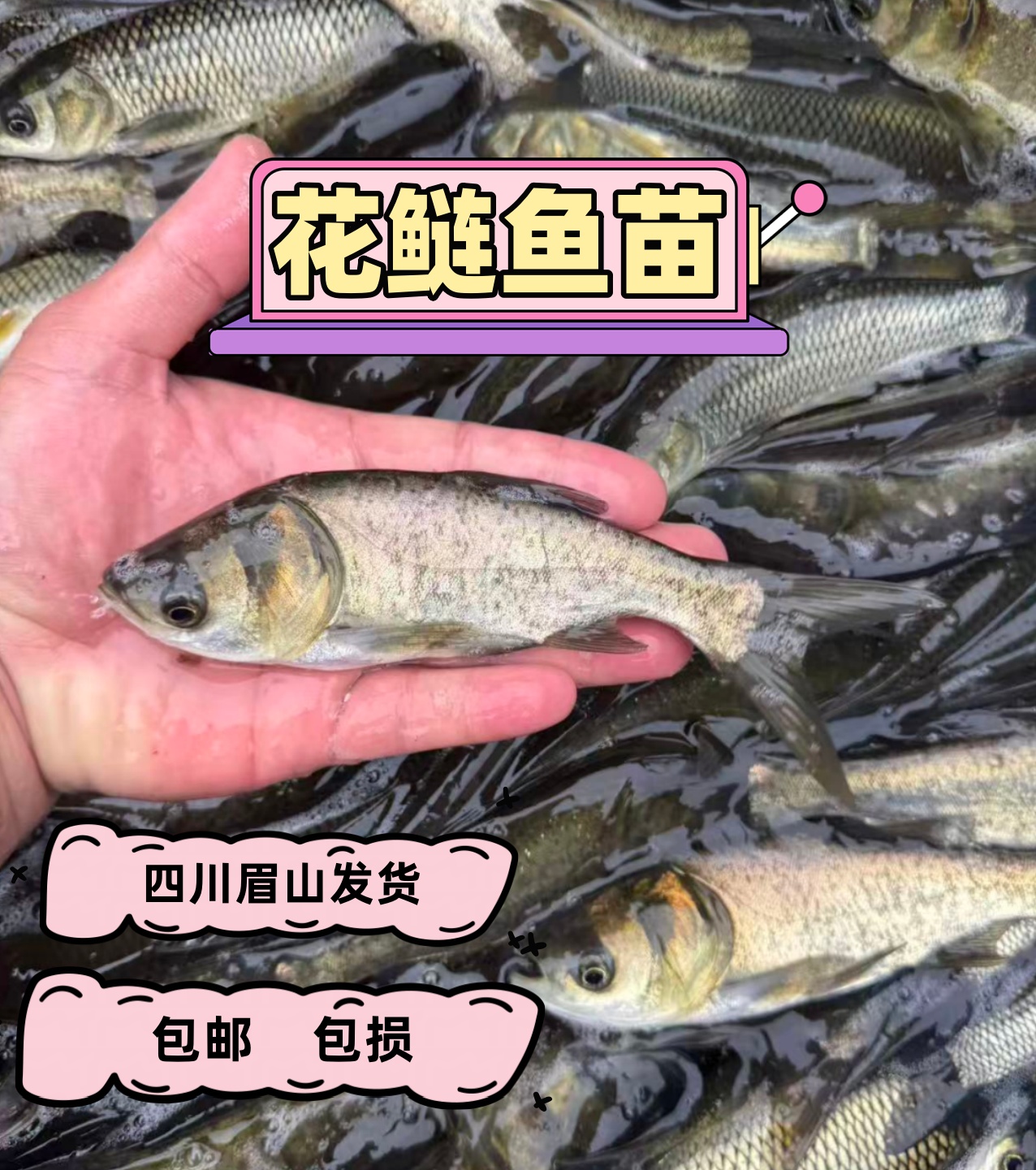 水族 花鲢鱼 大头鱼 淡水养殖 四川眉山发货 宠物鱼