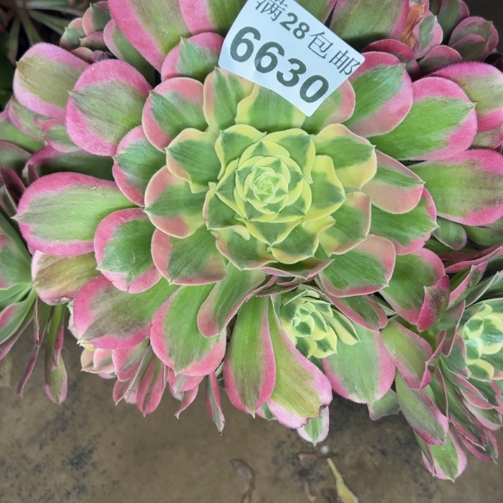 6630白凤多肉植物