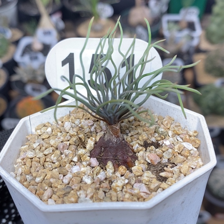 橙***水专拍151号方便面弹簧草