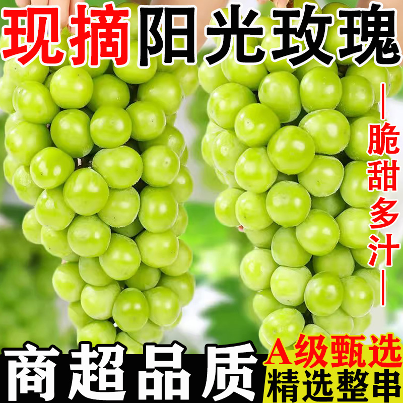顺丰冷链阳光玫瑰应季葡萄纯甜爆汁果肉饱满无籽青提产地直发