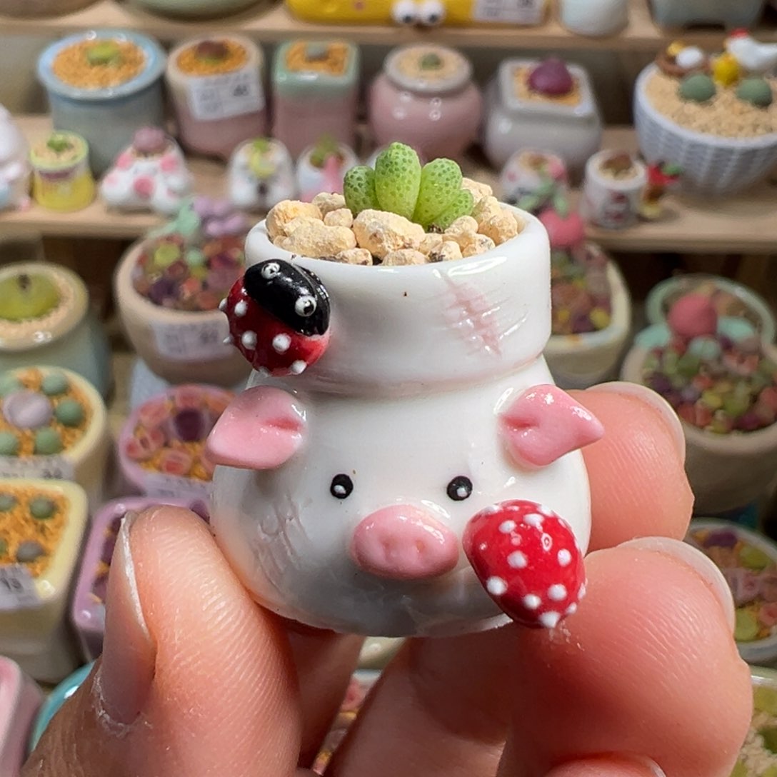 多肉植物47号拇指盆