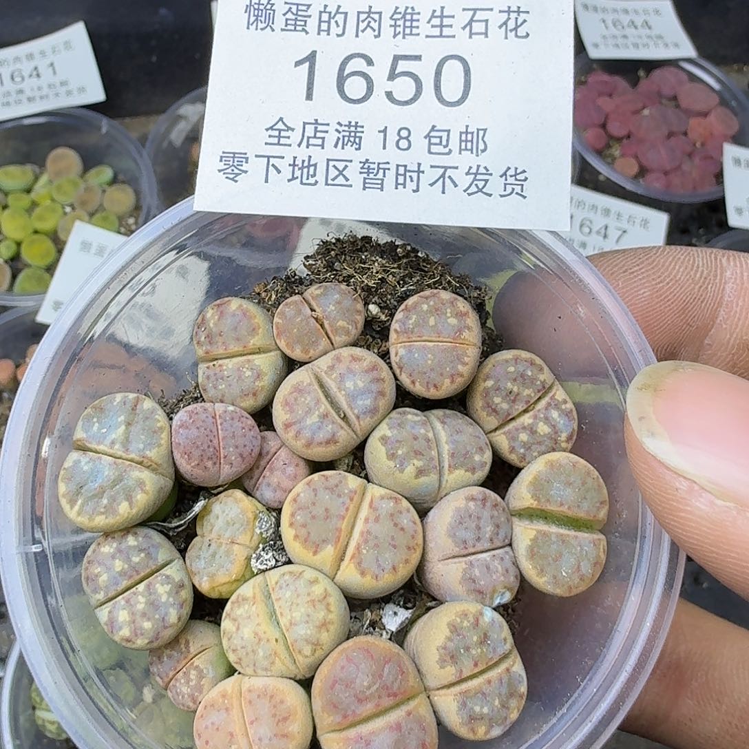 1650 哈哈哈哈哈哈哈哈