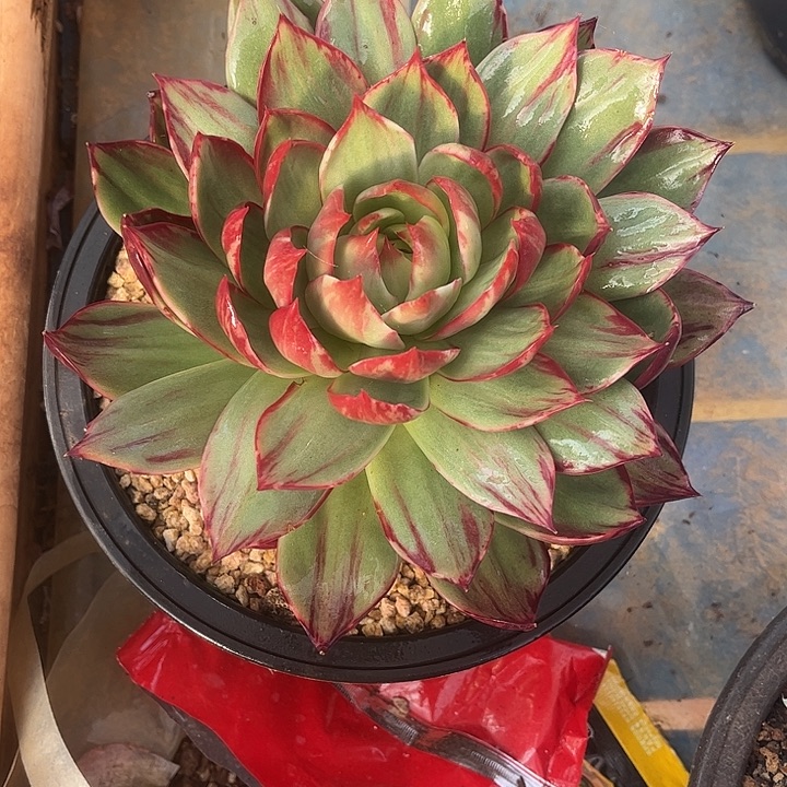 惊鸿仙子多肉植物16833