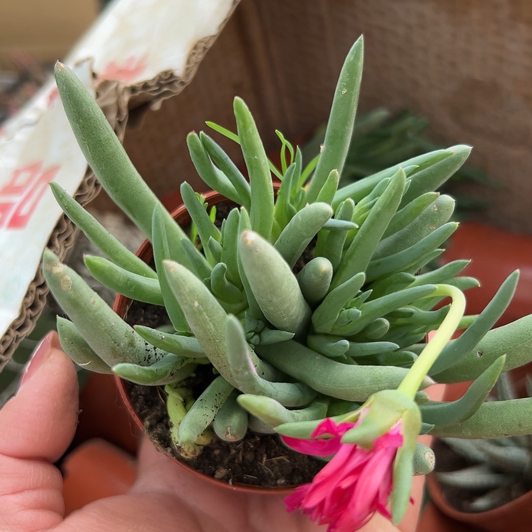 多肉植物红花奔龙