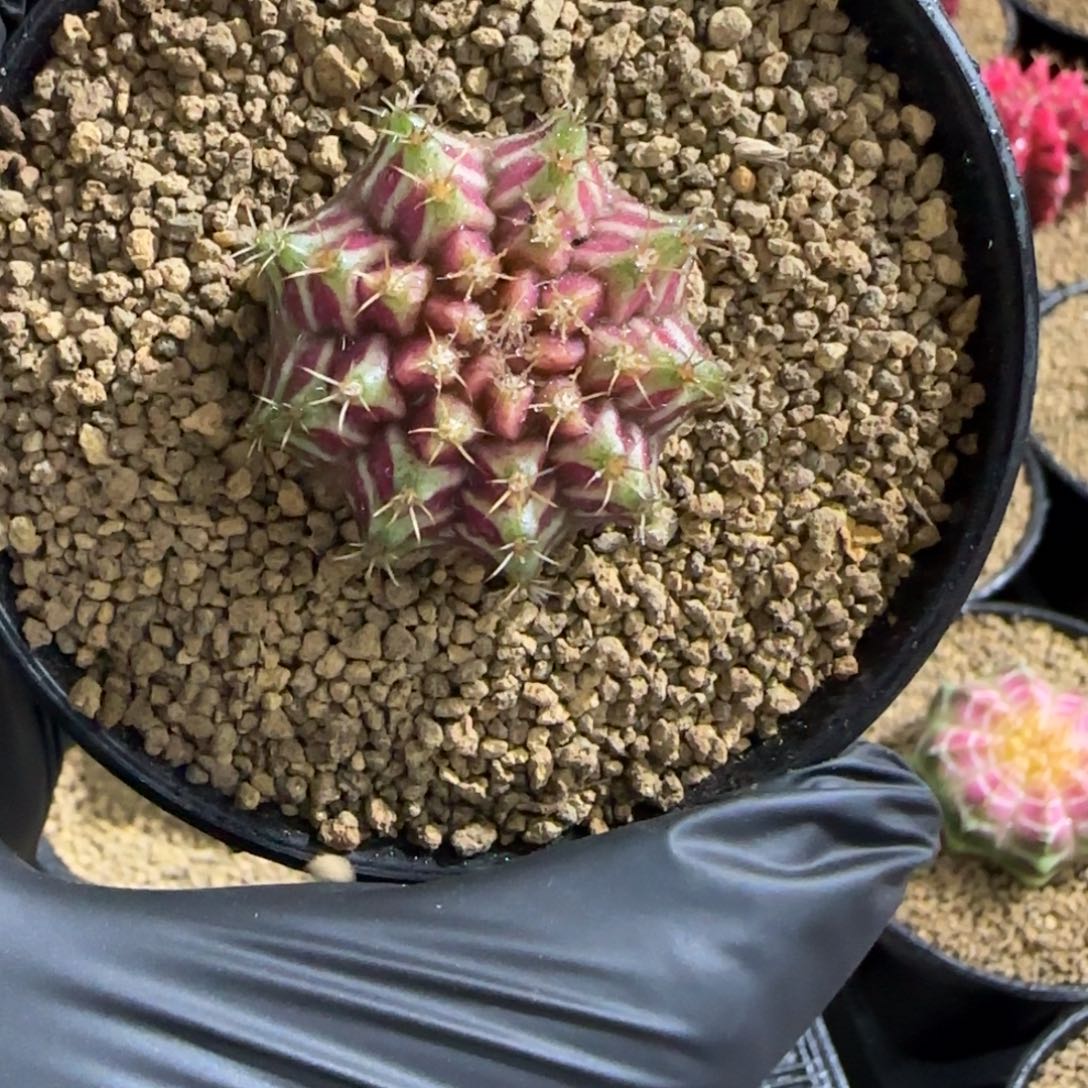 泰系名品侧芽红星