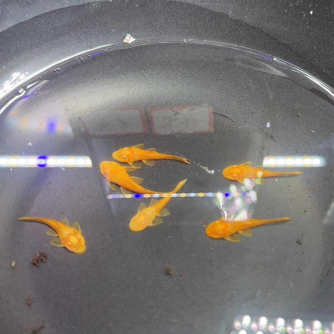 孔雀鱼黄金胡子六条
