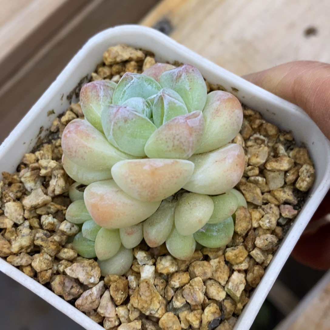 精品多肉一物一物一拍不包整249