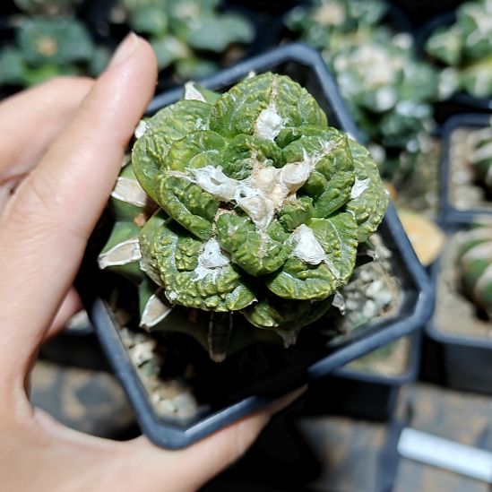 龟甲牡丹锦可落地100