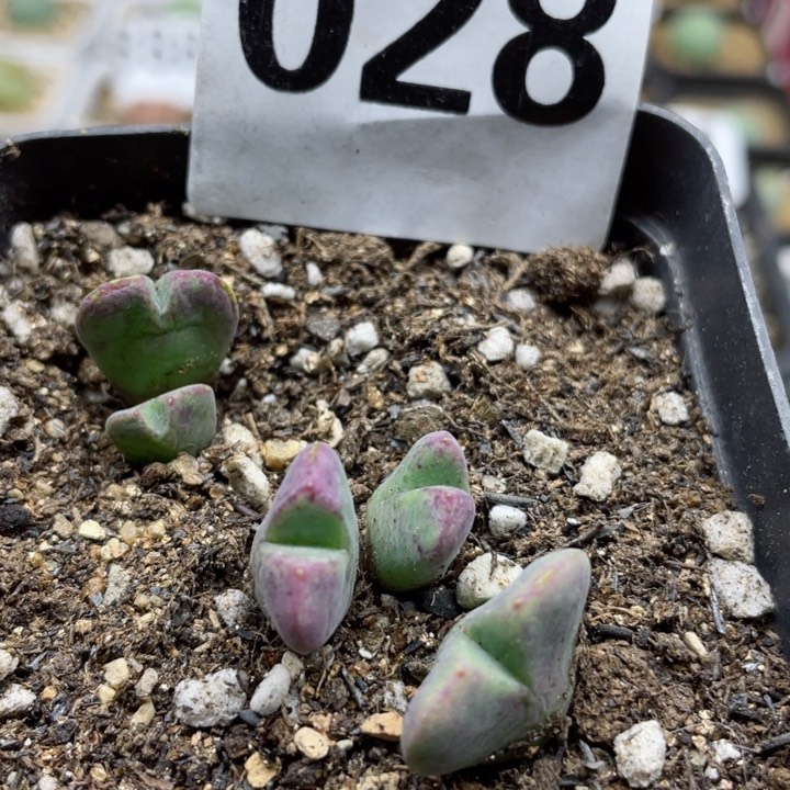 028猪蹄514一头脱土