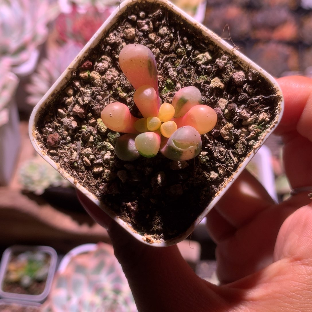 佩***佩福利五十铃玉锦有根