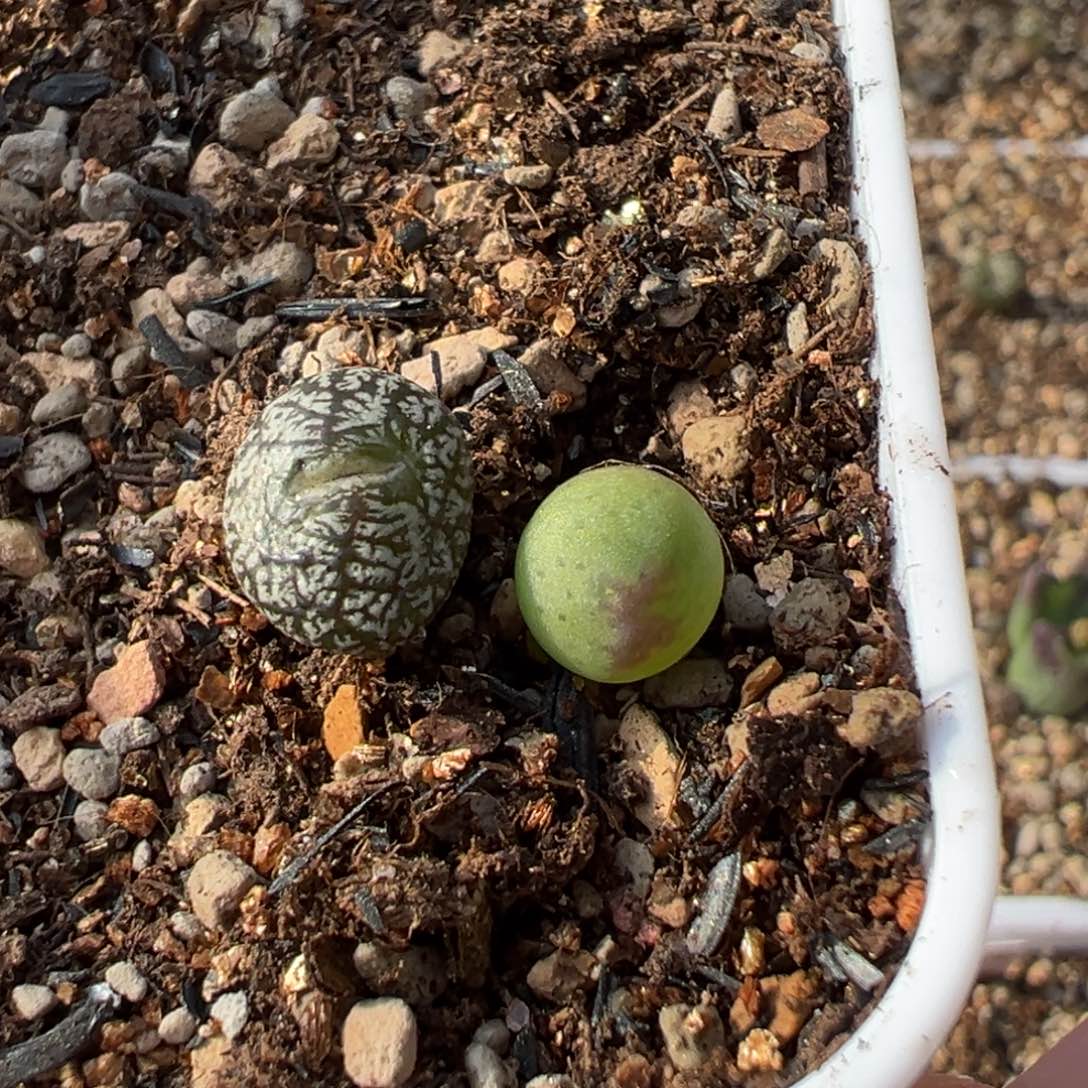 阳***宝康杂 桃杂多肉植物