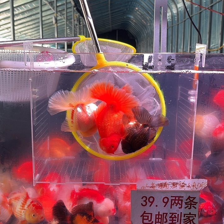 金鱼爱吃溜溜梅老板专拍