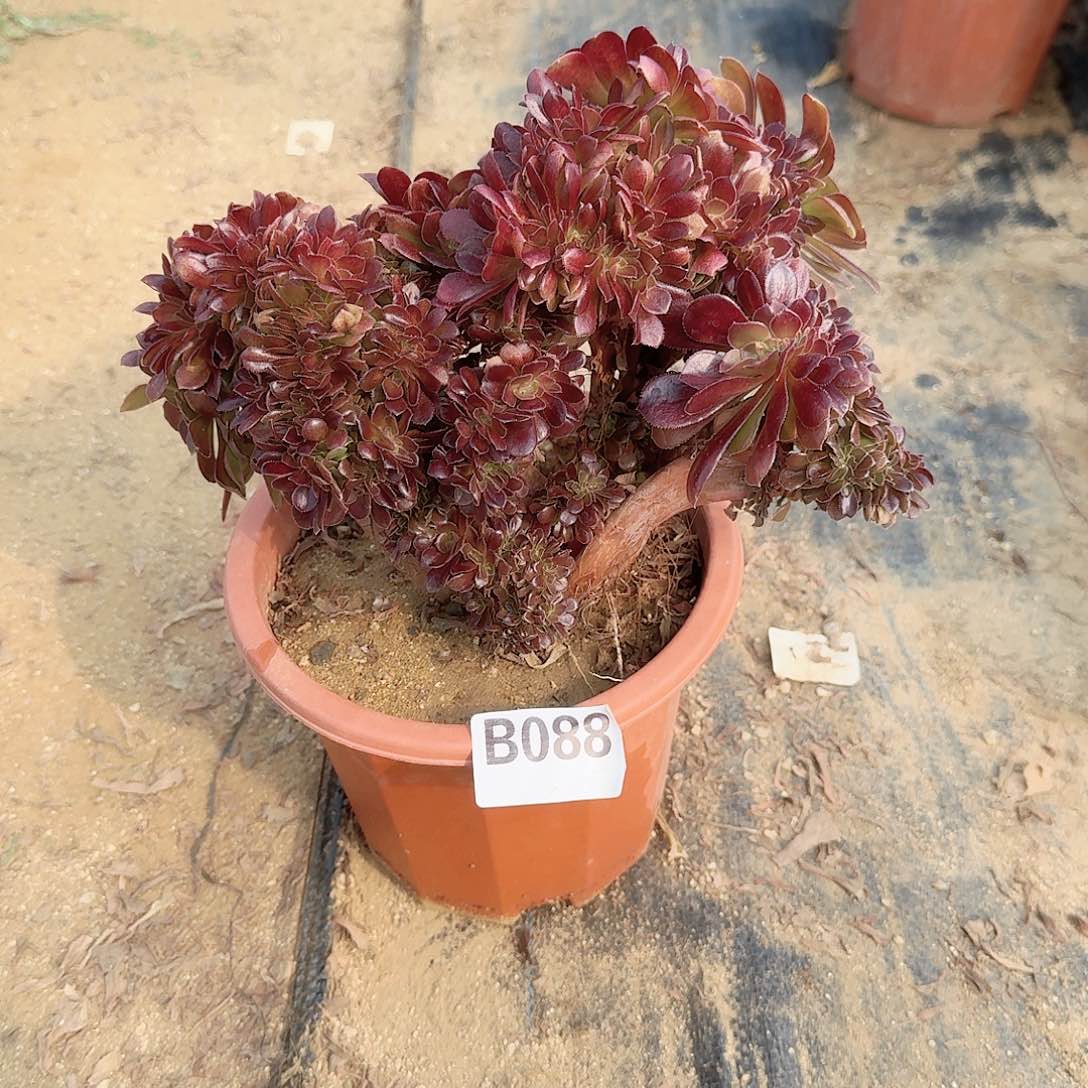 088玫瑰朵朵一颗
