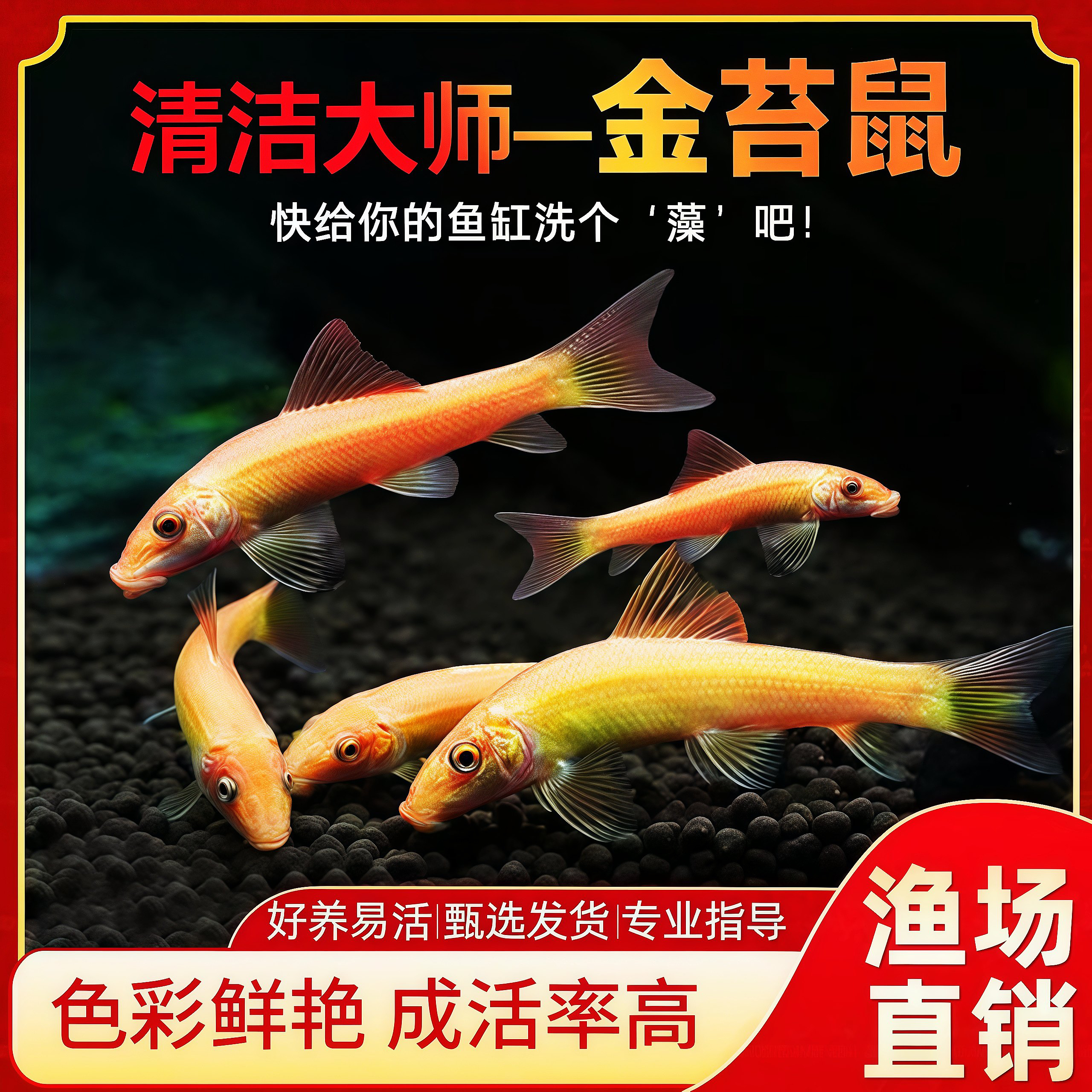 【金苔鼠】包邮清道夫热带观赏鱼清洁鱼缸除藻吃粪便工具鱼