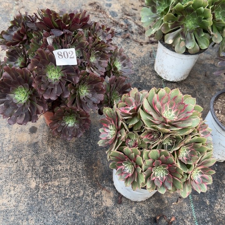 802铜壶➕莲花座包邮。           