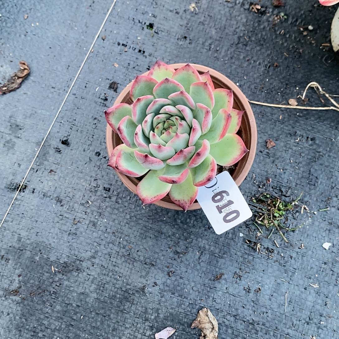 星*⭐610篝火多肉植物