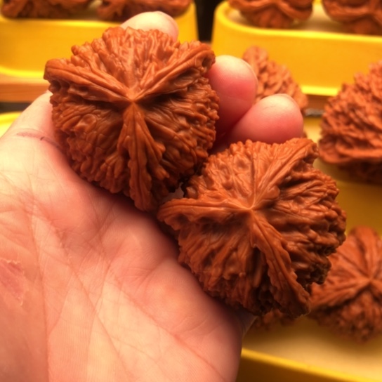 D***s核桃核桃核桃核桃