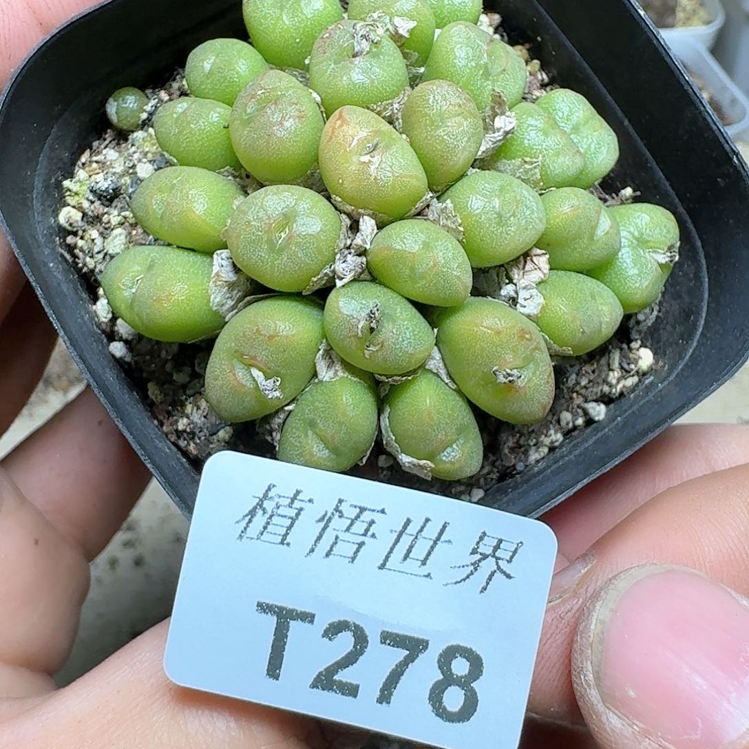 278的润泽我许多肉植物哇