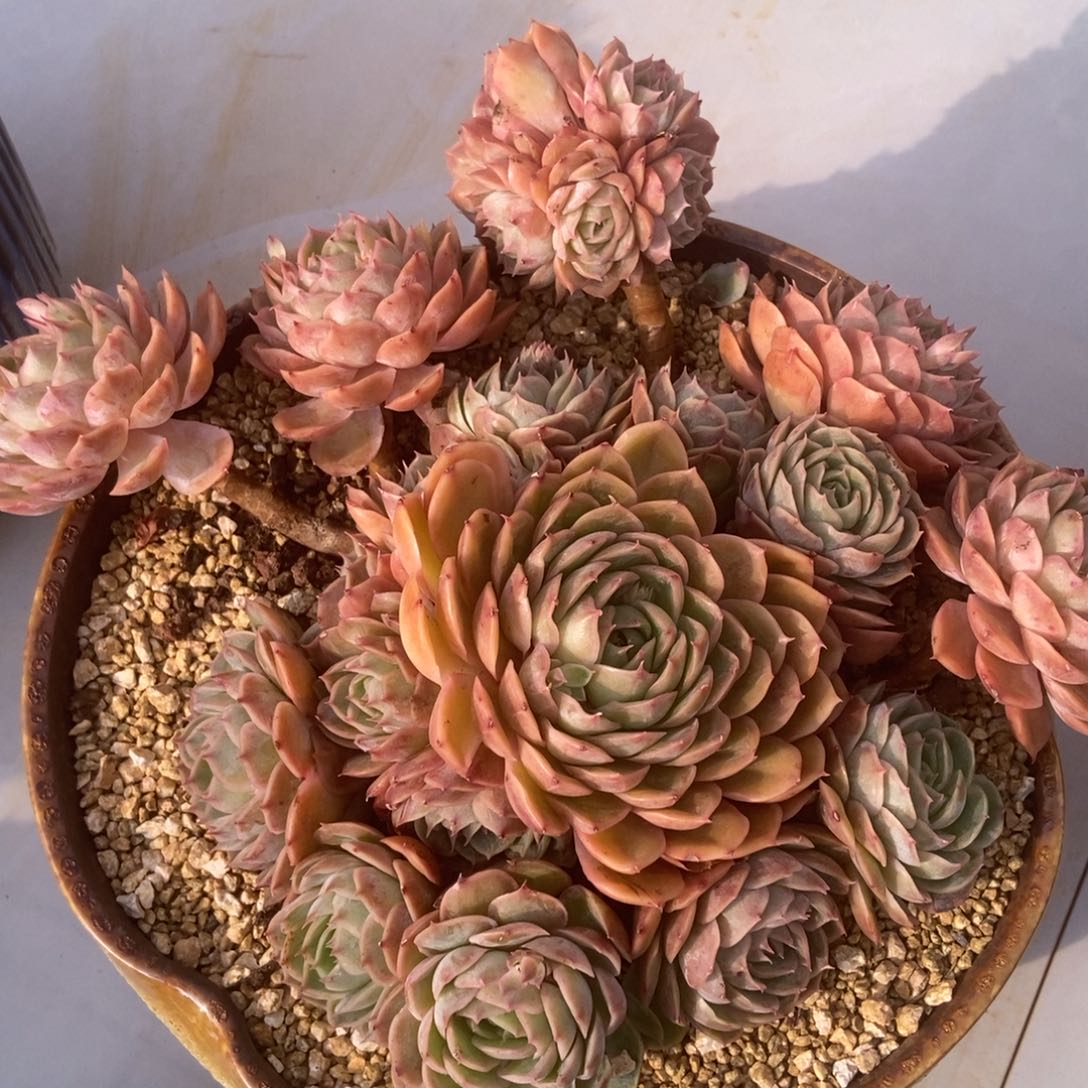 昂斯洛多肉多肉多肉