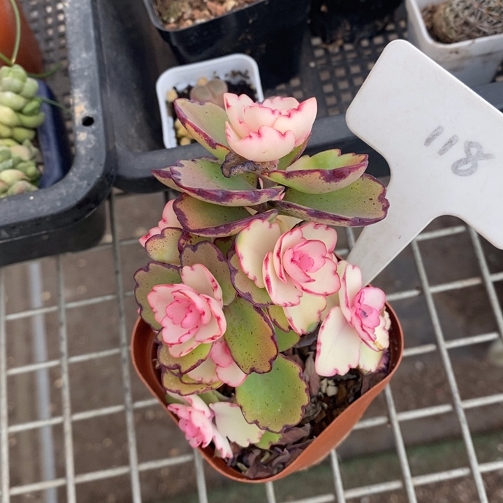 伯克利和格蕾纳等著名音乐