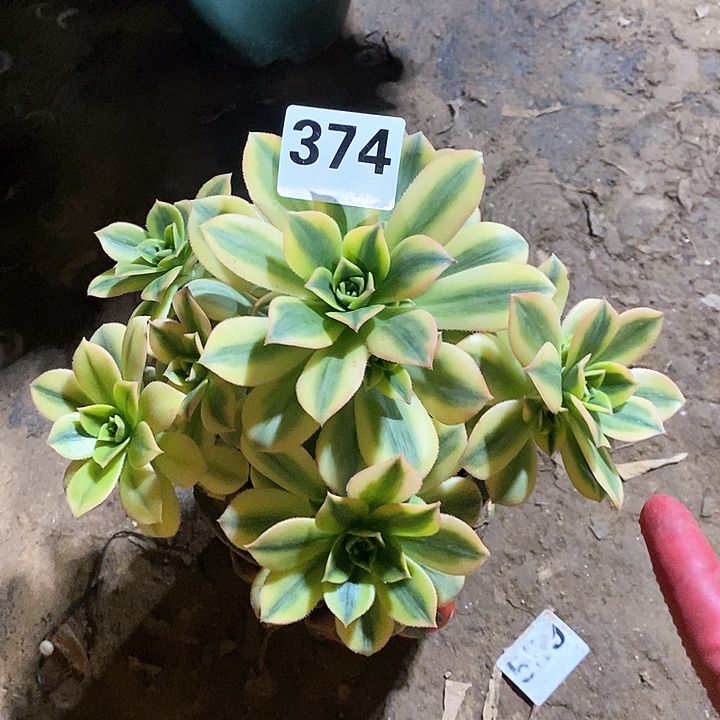 法师植物12345678