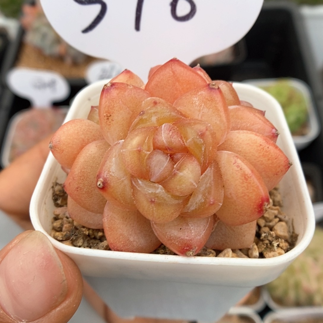 金雀群生可拍378号。        