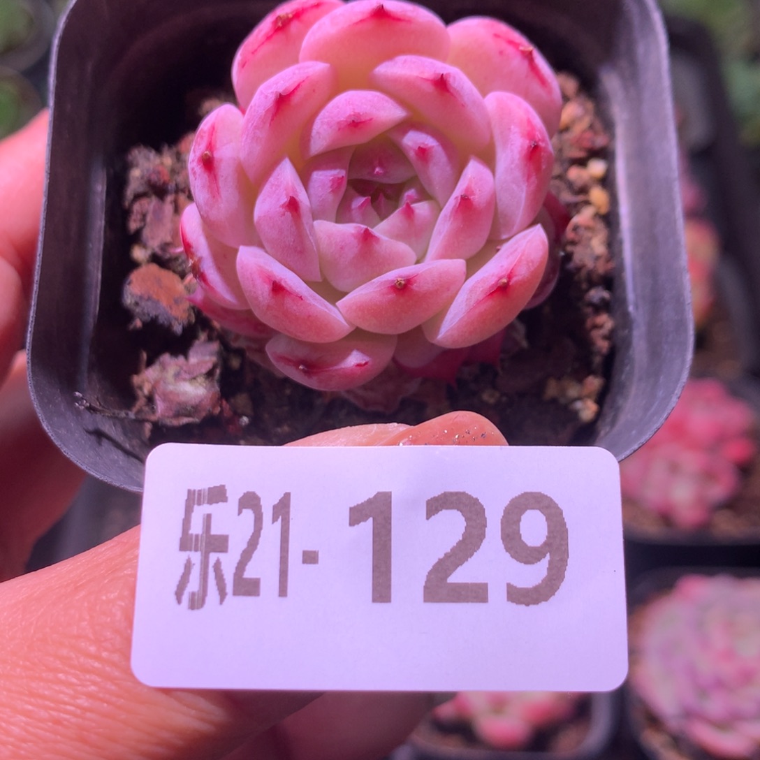 乐然21-129 天鹅绒 