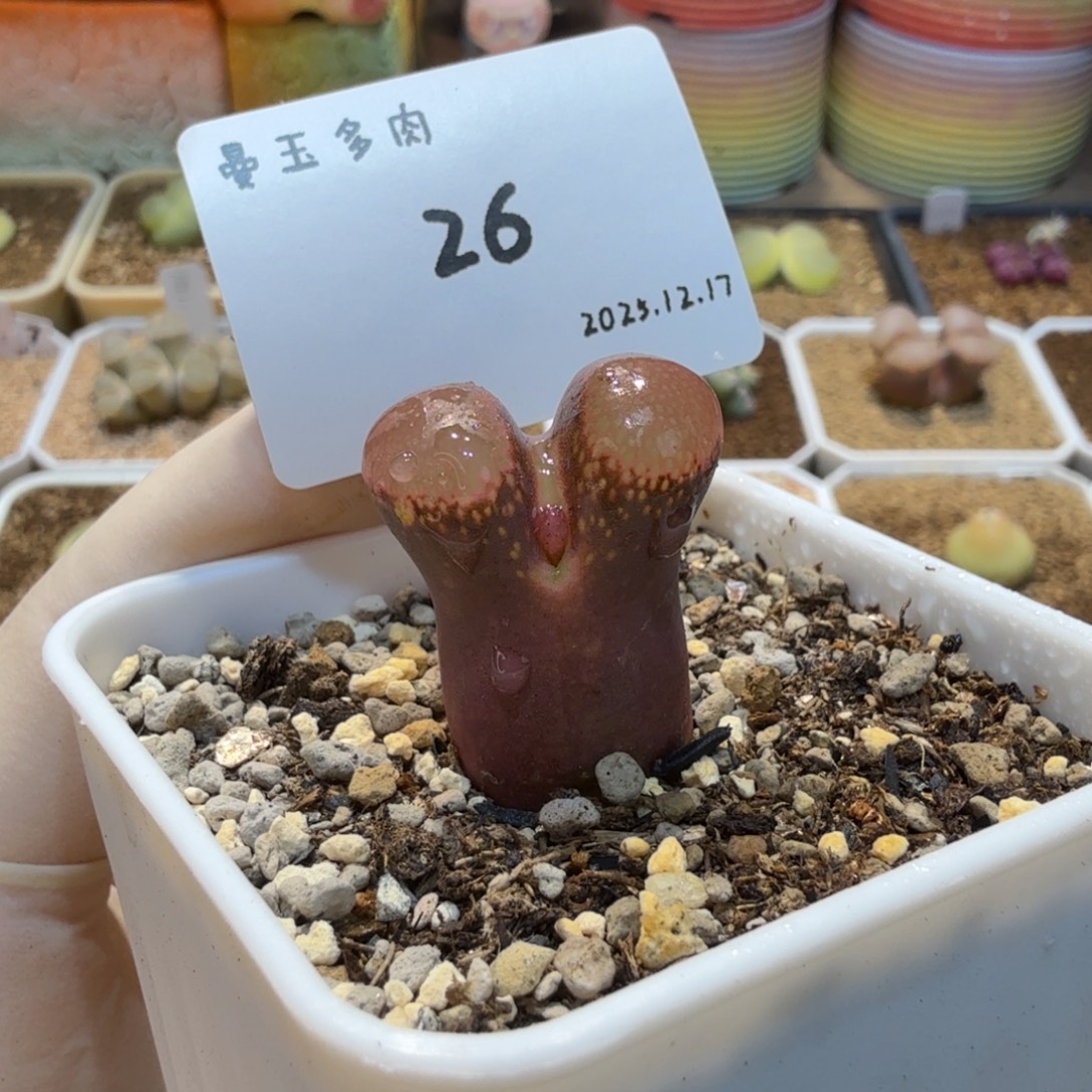 多肉多肉多肉12.17-026 大紫红