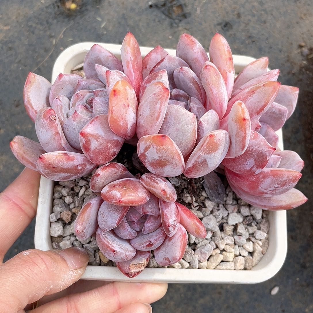 多肉植物多肉植物