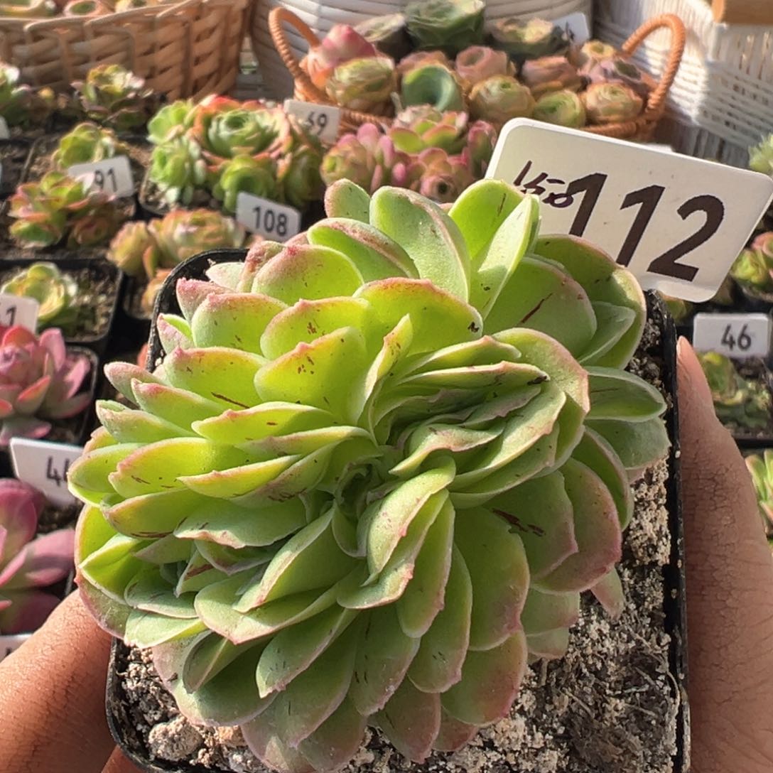 墨幽缀化112山地玫瑰多肉