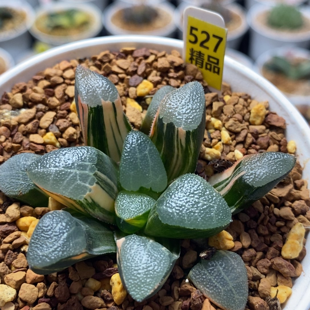 527网纹克十二卷多肉植物