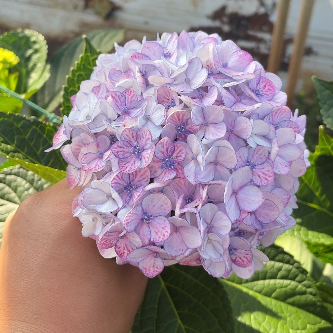 绣球切花一物一拍3枝起包邮，99