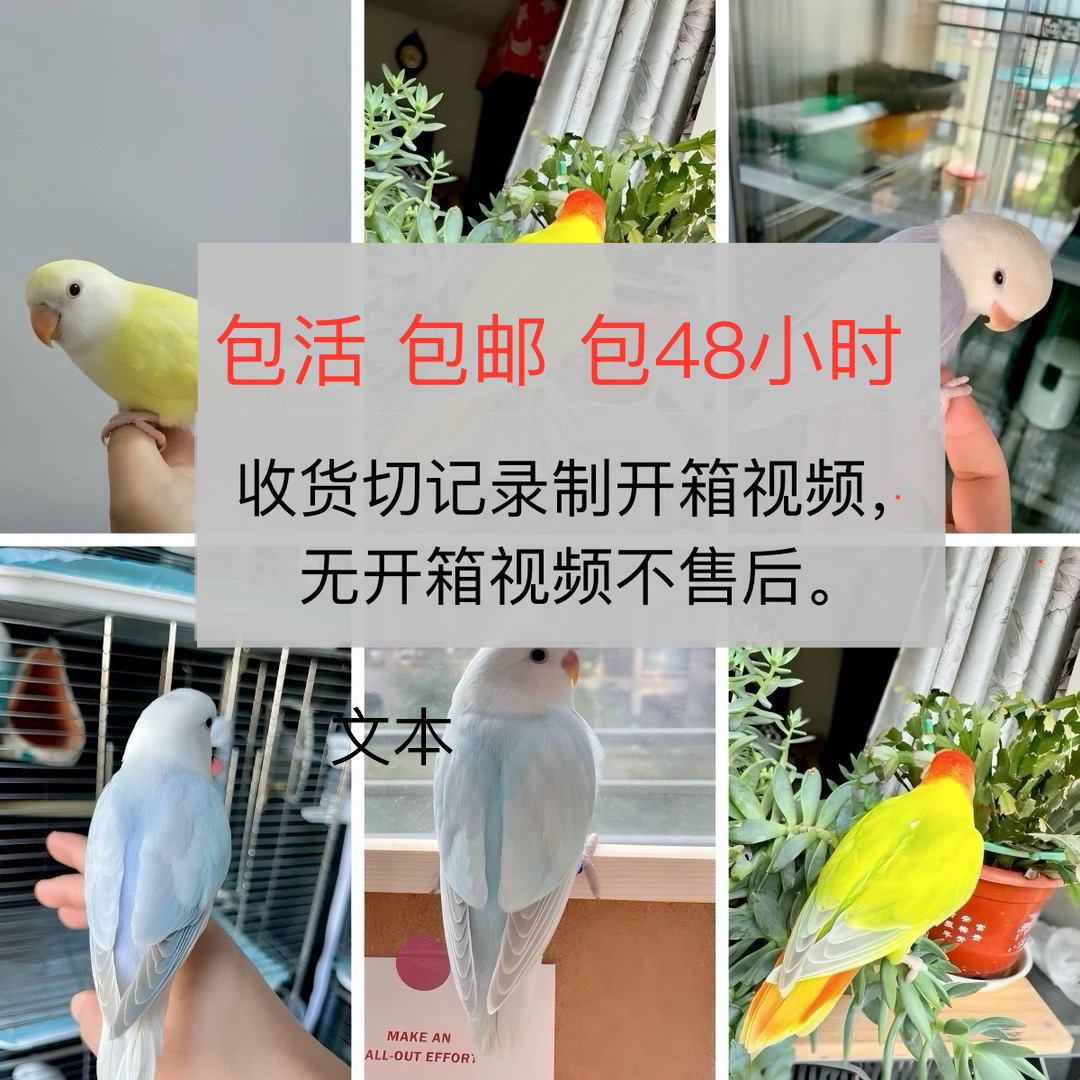 手养半毛牡丹活体宠物鸟 包活包邮一物一拍（直播间专属）