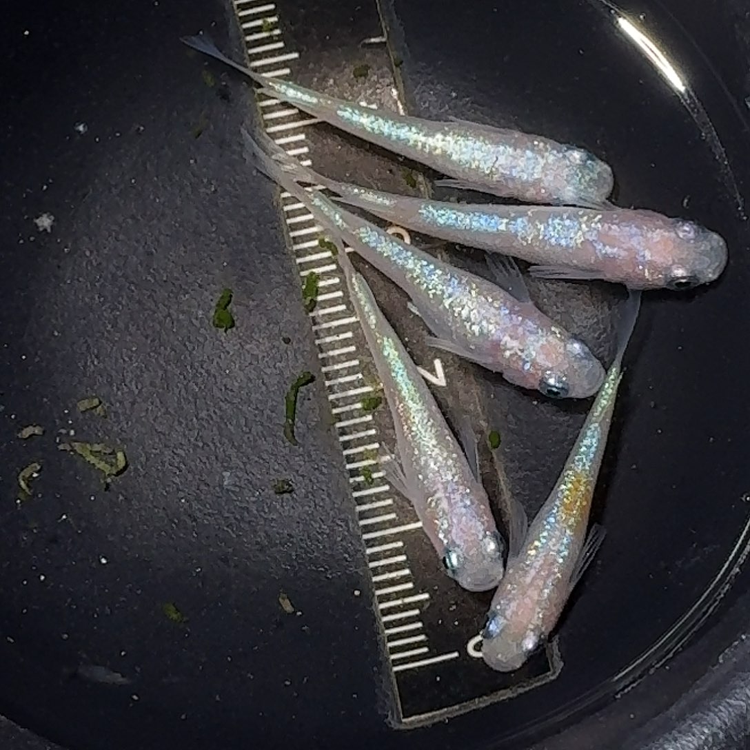 海水鱼粉海王星一组115