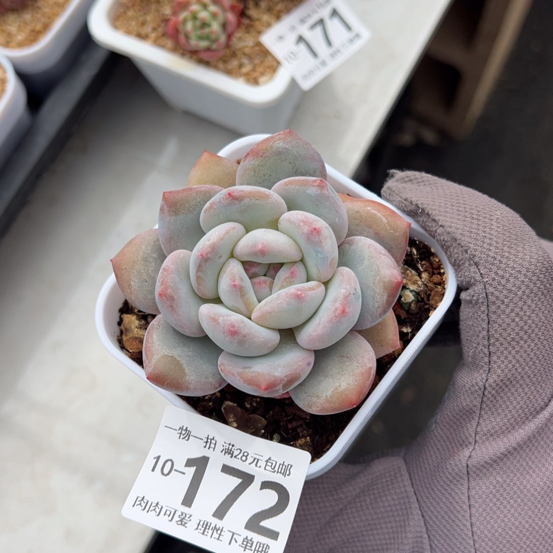 香橙多多肉多肉多肉多肉