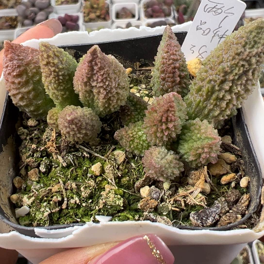 两颗一起实生新品多肉植物