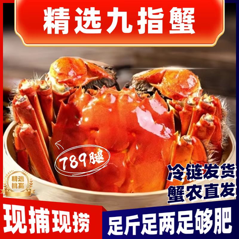 【活蟹】大闸蟹  母蟹2-3斤2.3-2.6两/只盒装7-11只