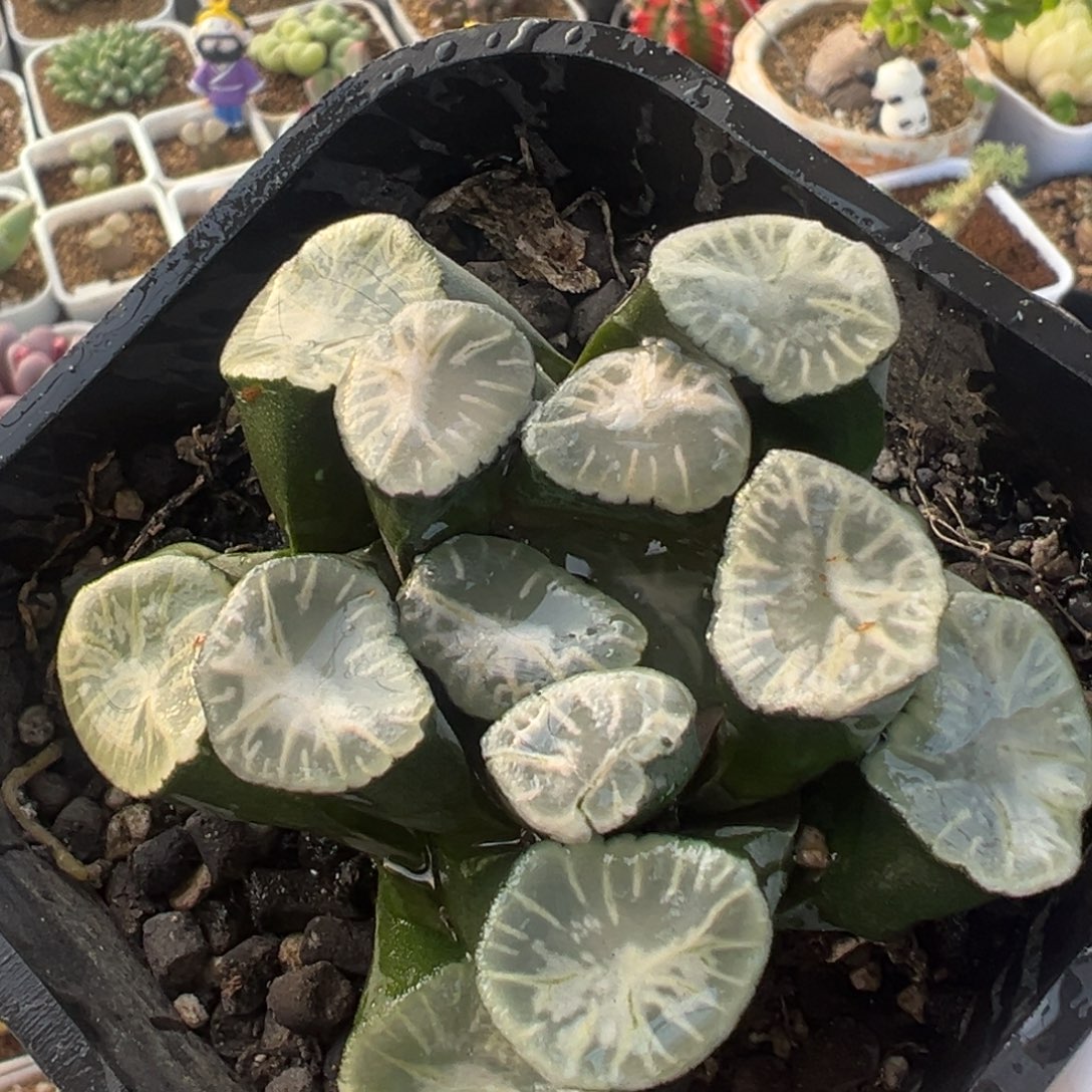 实生万象带盆多肉植物