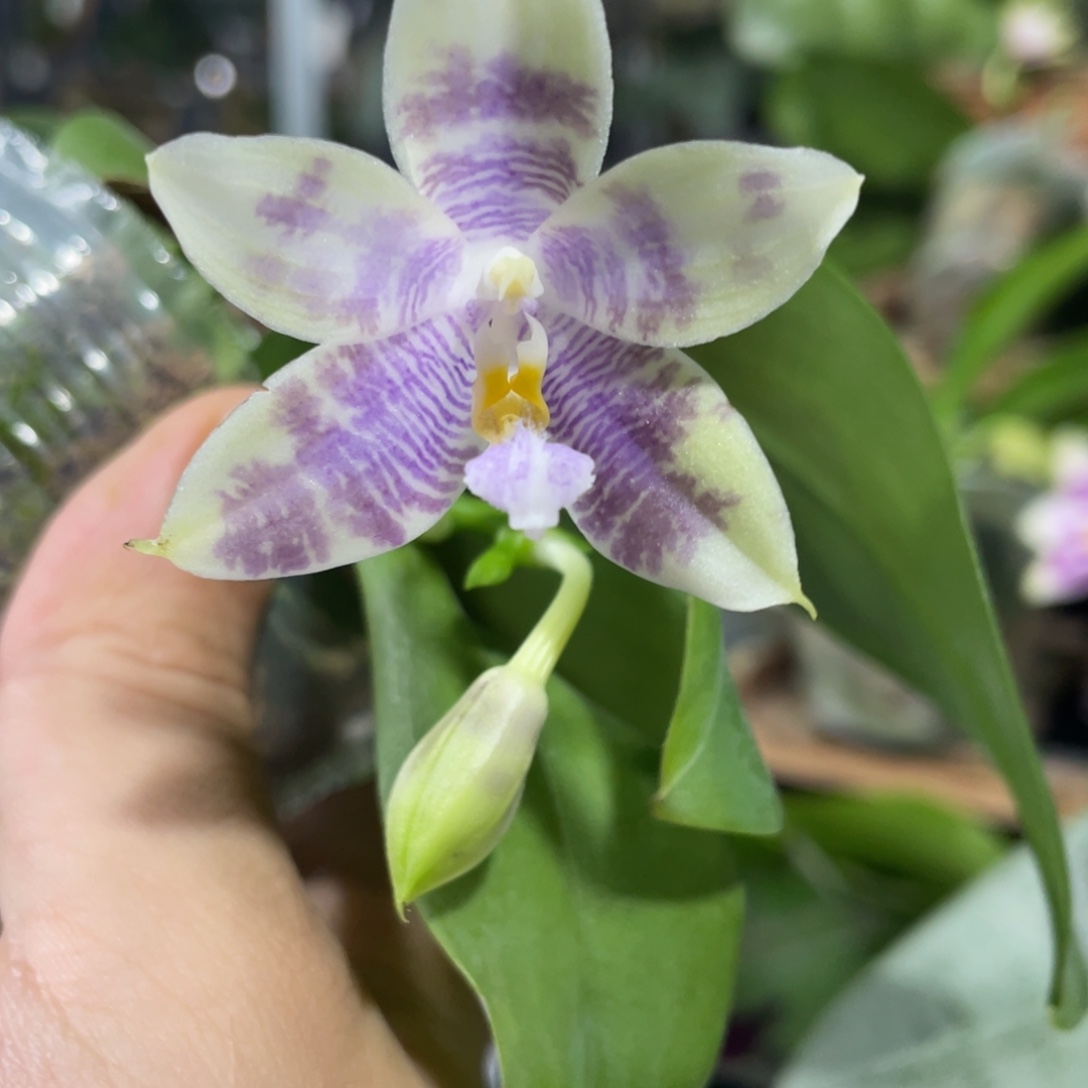 完全开放15叶瑕花期不保