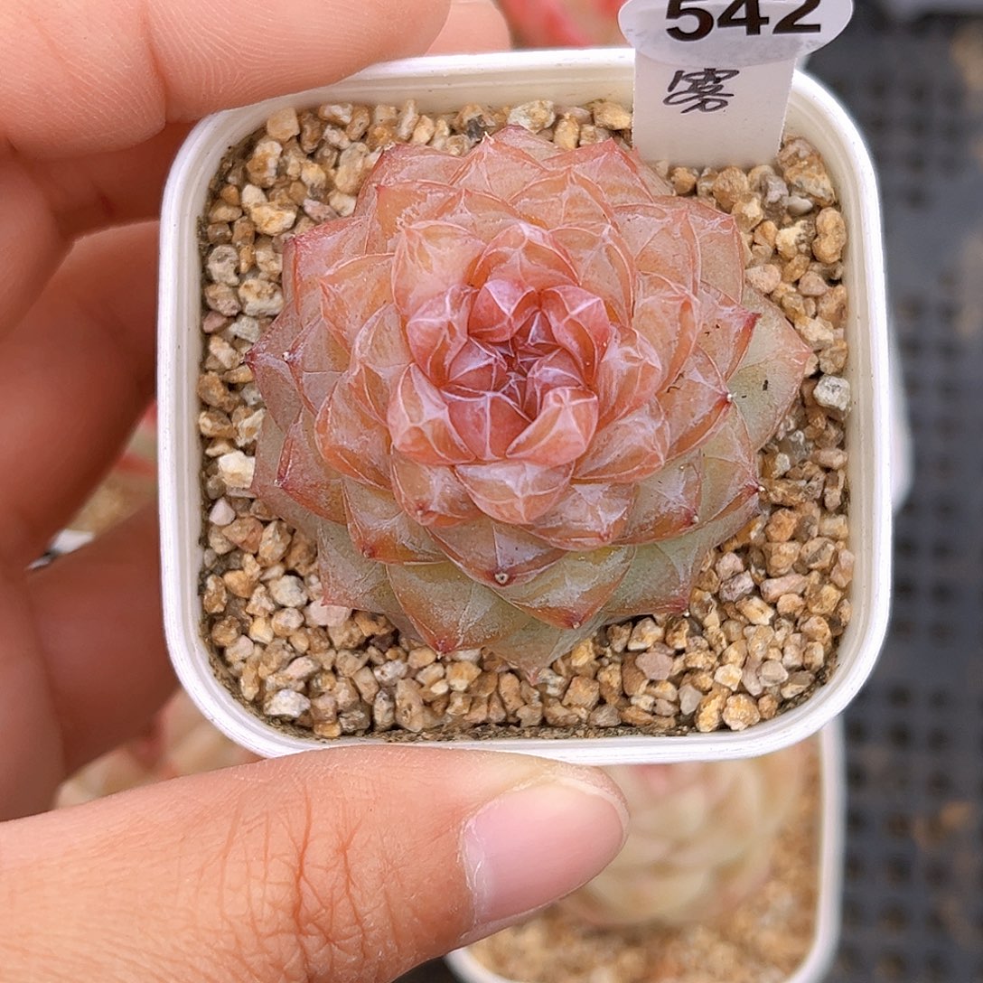 542 璃雾珍妮 满18包邮