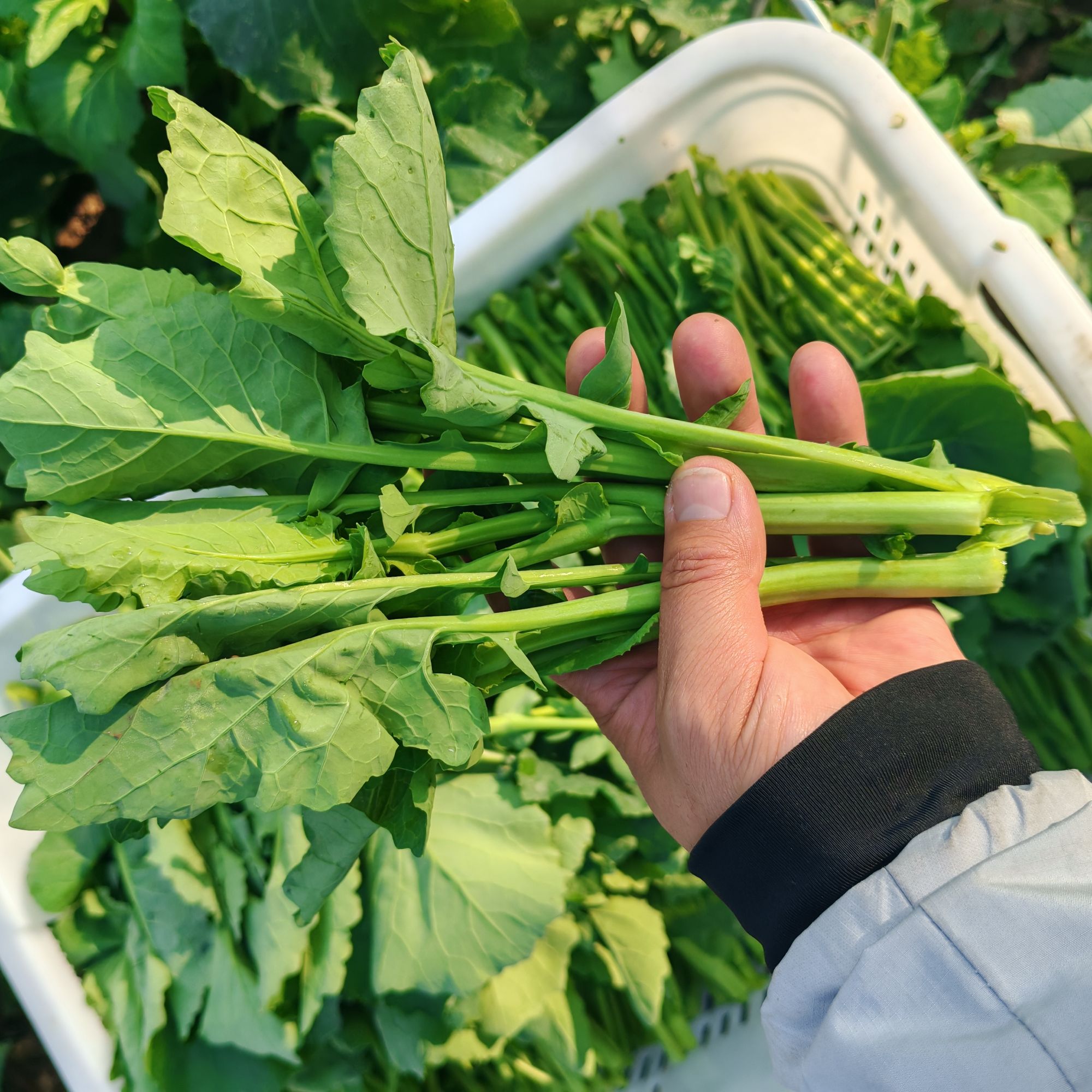 板蓝根青菜当季新鲜蔬菜新鲜采摘青菜蔬菜油菜