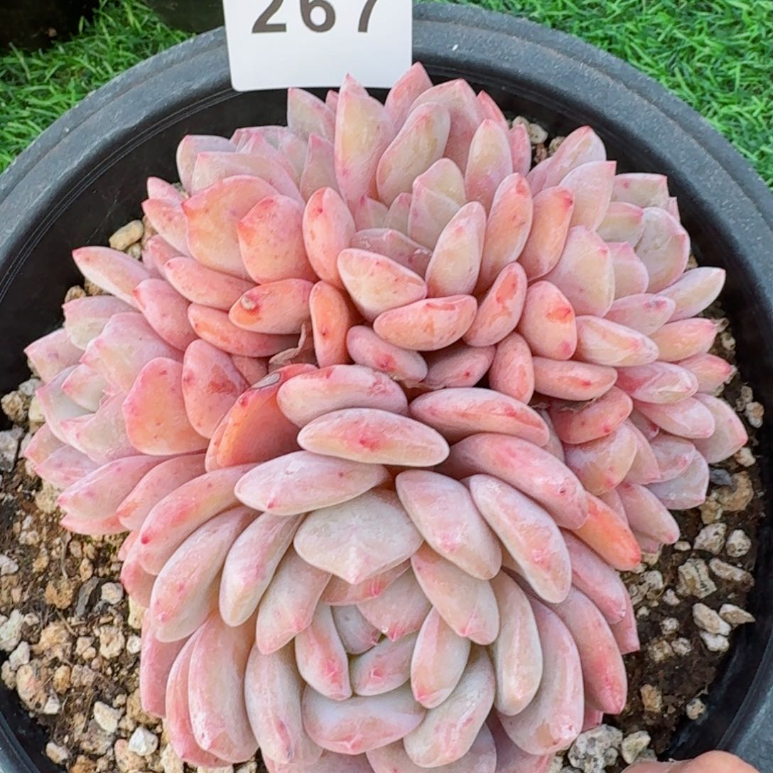 橙梦露朵缀         精品多肉