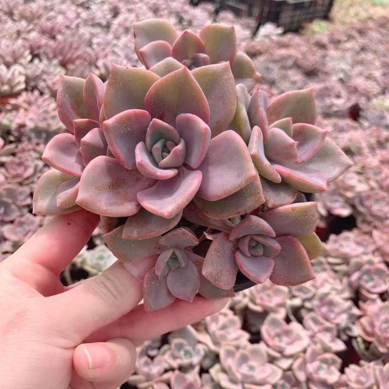 2号王小二彩虹糖 全店多肉任意拍满2单发货 拍满5单送一包吡虫啉